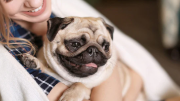 Hypoallergenic Pugs