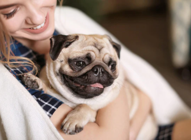 Hypoallergenic Pugs