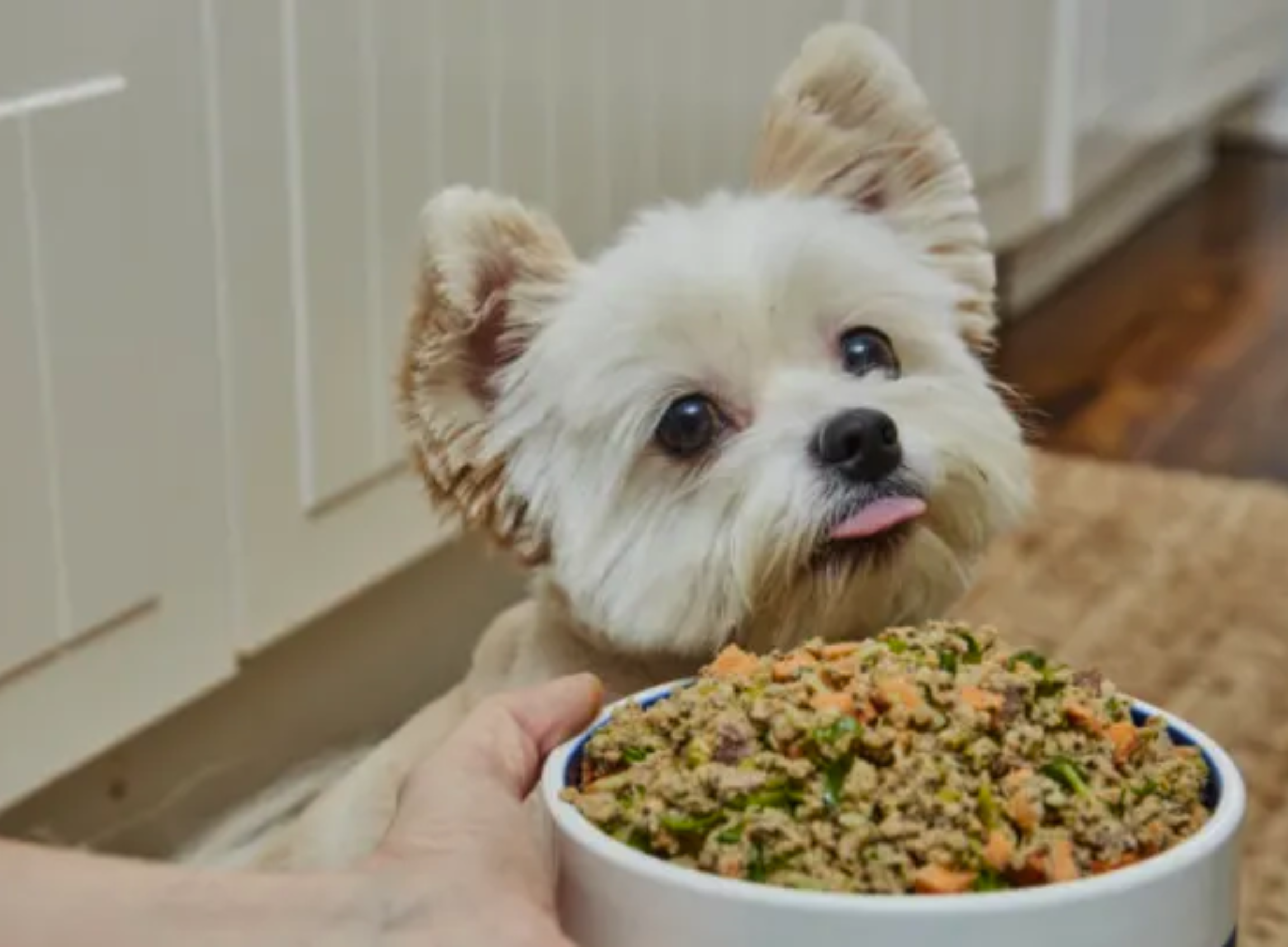 Ollie Dog Food