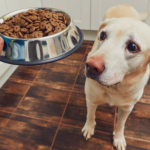 Ollie Dog Food