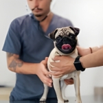 Pug Dog Encephalitis
