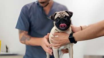 Pug Dog Encephalitis