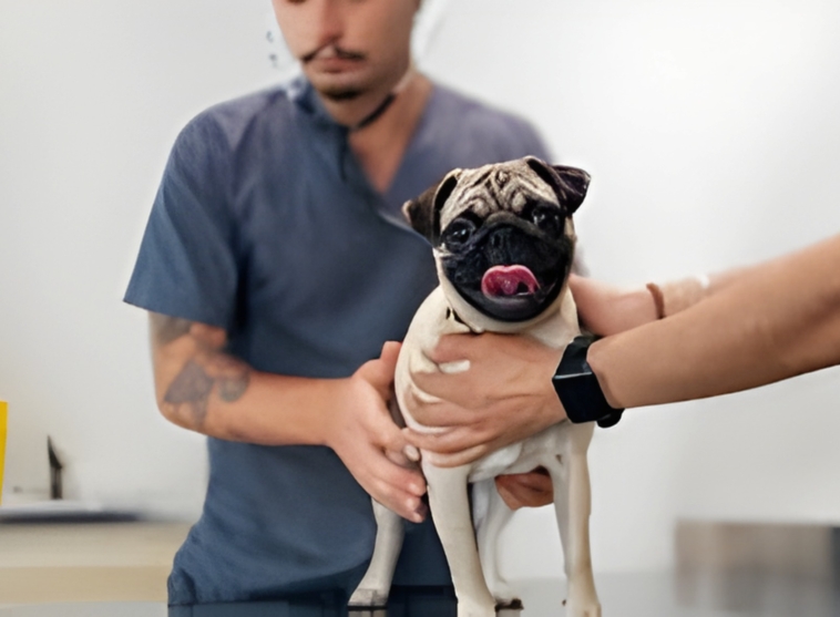 Pug Dog Encephalitis