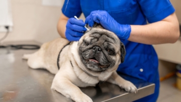 Pug Ear Infection