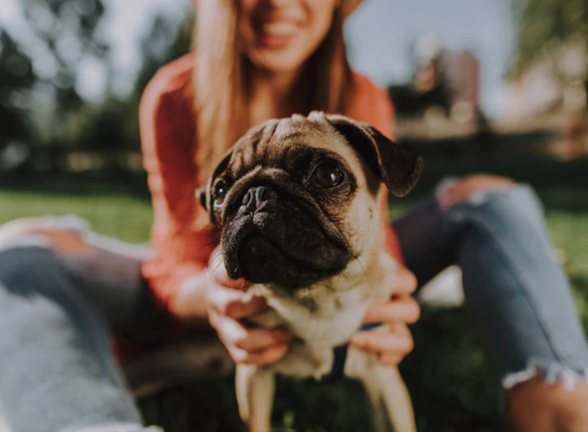 Pug Life Span Calculator