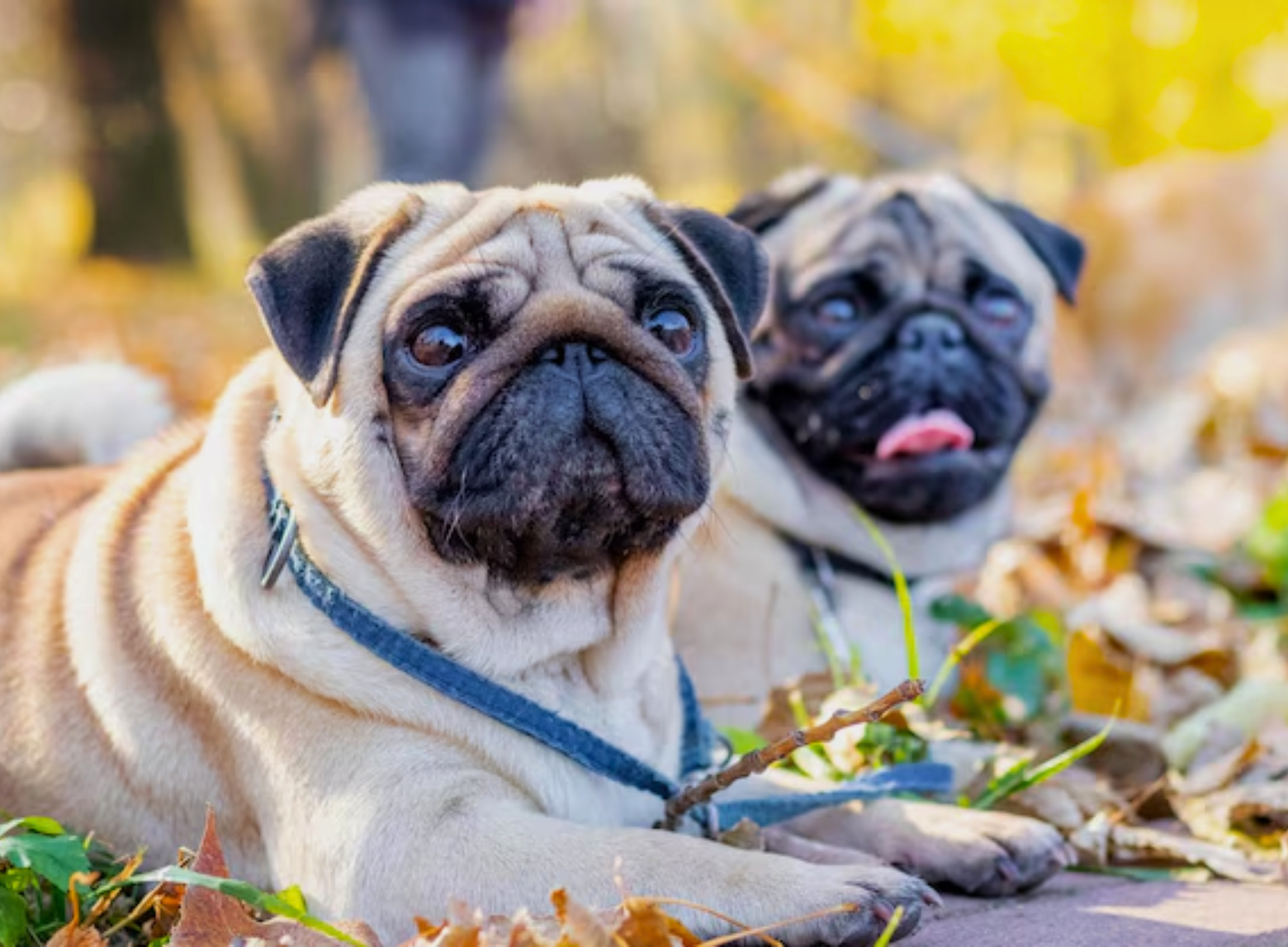 Pug Life Span Calculator