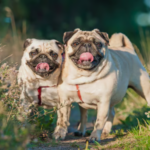 Pug Life Span Calculator