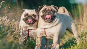 Pug Life Span Calculator