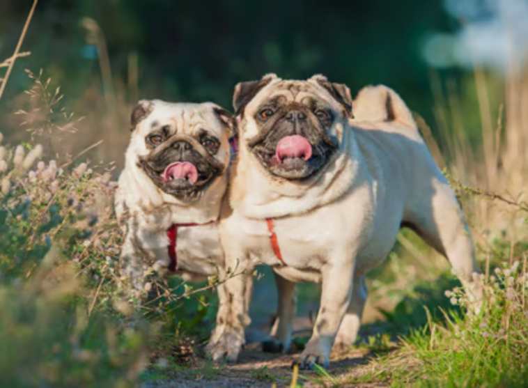 Pug Life Span Calculator