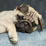 Pug Puppy