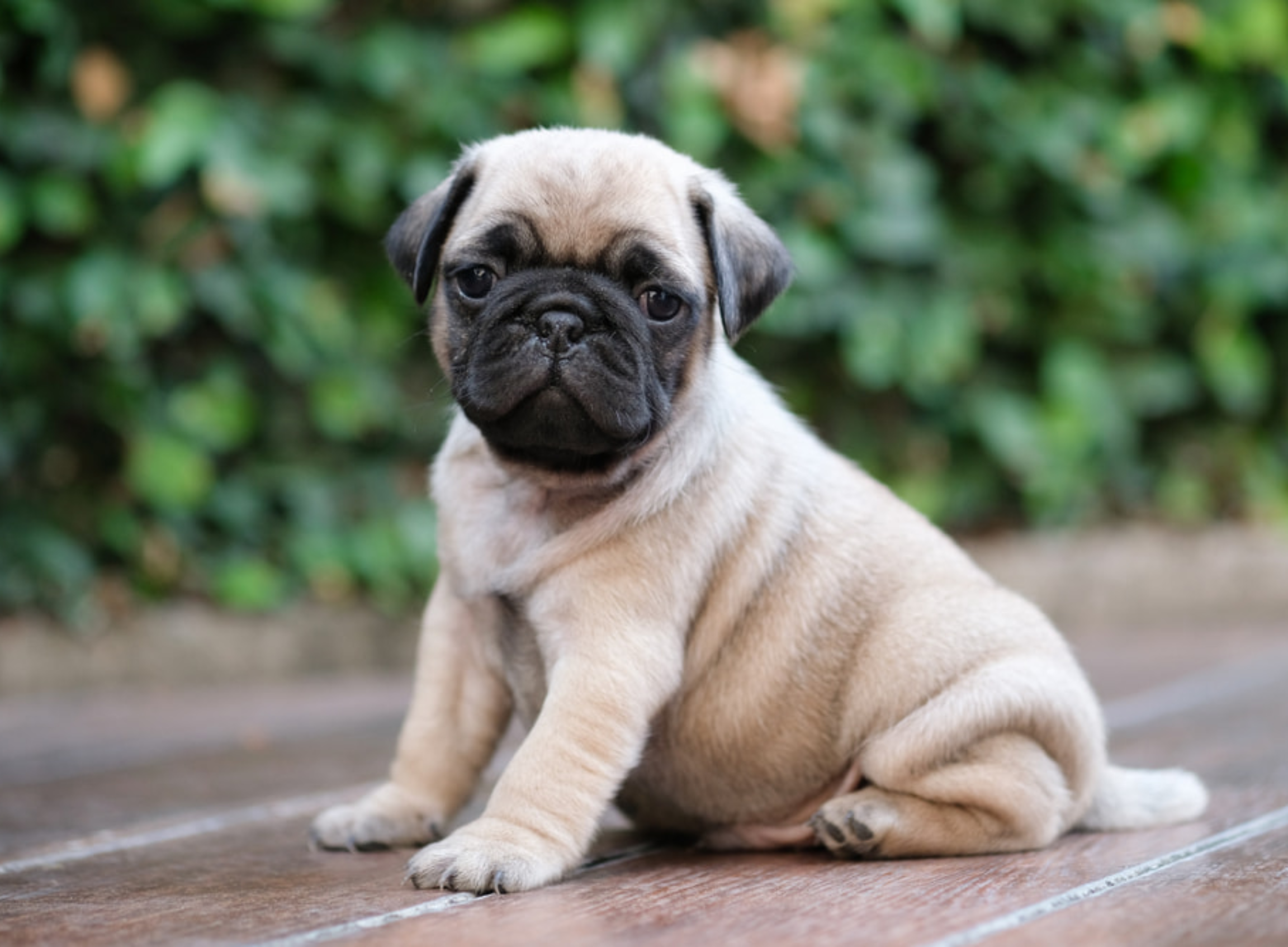Pug Puppy 
