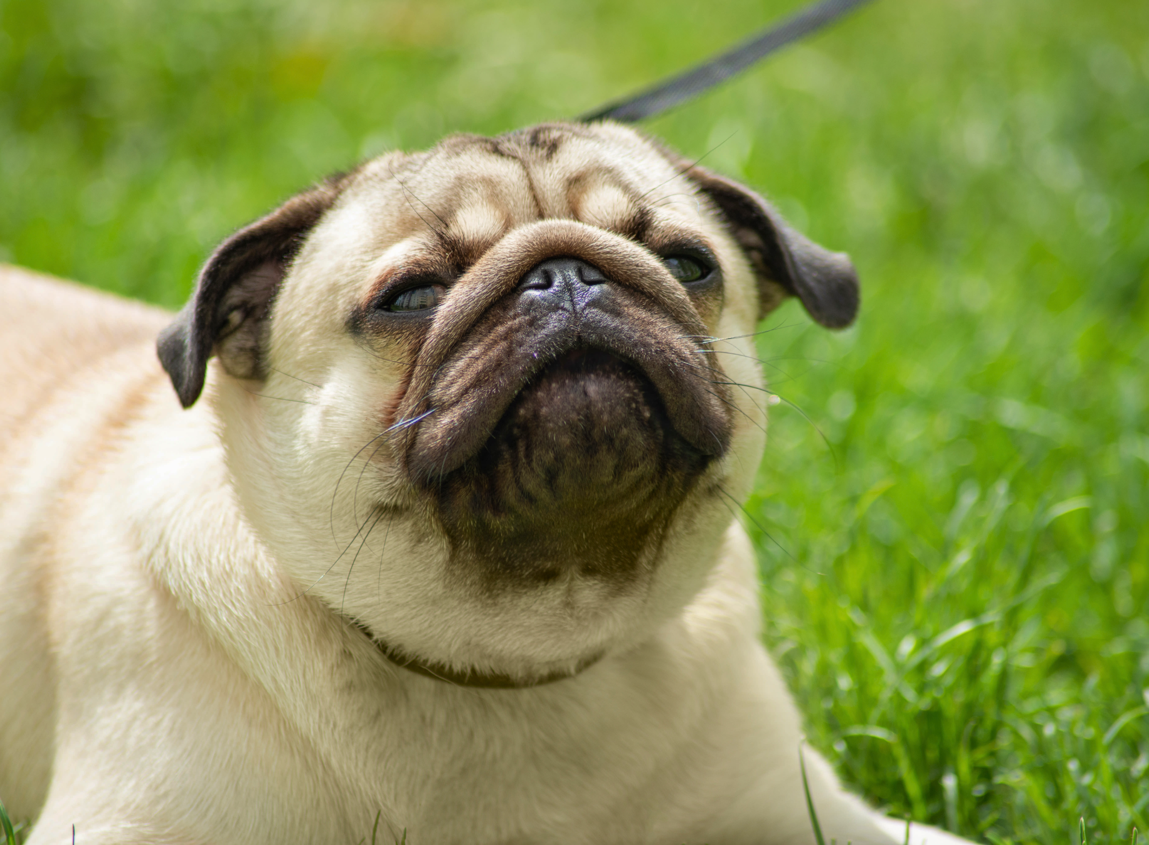 Pug Reverse Sneezing