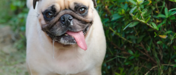 Pug Reverse Sneezing