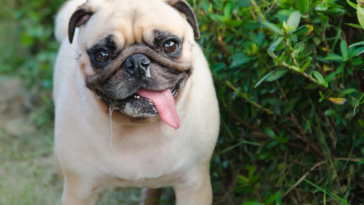 Pug Reverse Sneezing