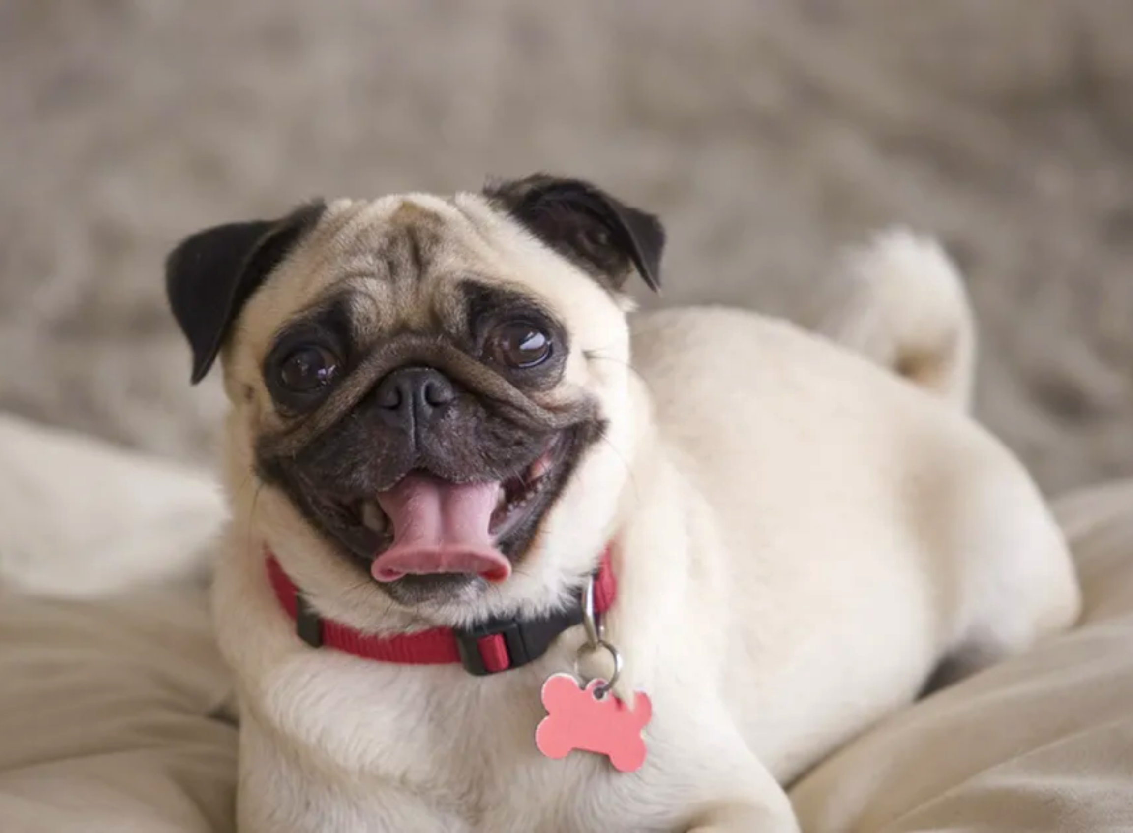 Pug Reverse Sneezing