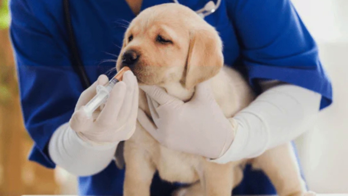 Puppy Deworming