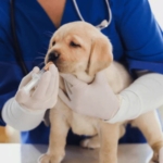 Puppy Deworming
