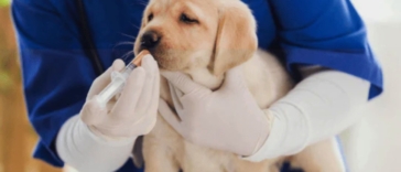 Puppy Deworming