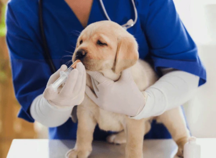 Puppy Deworming