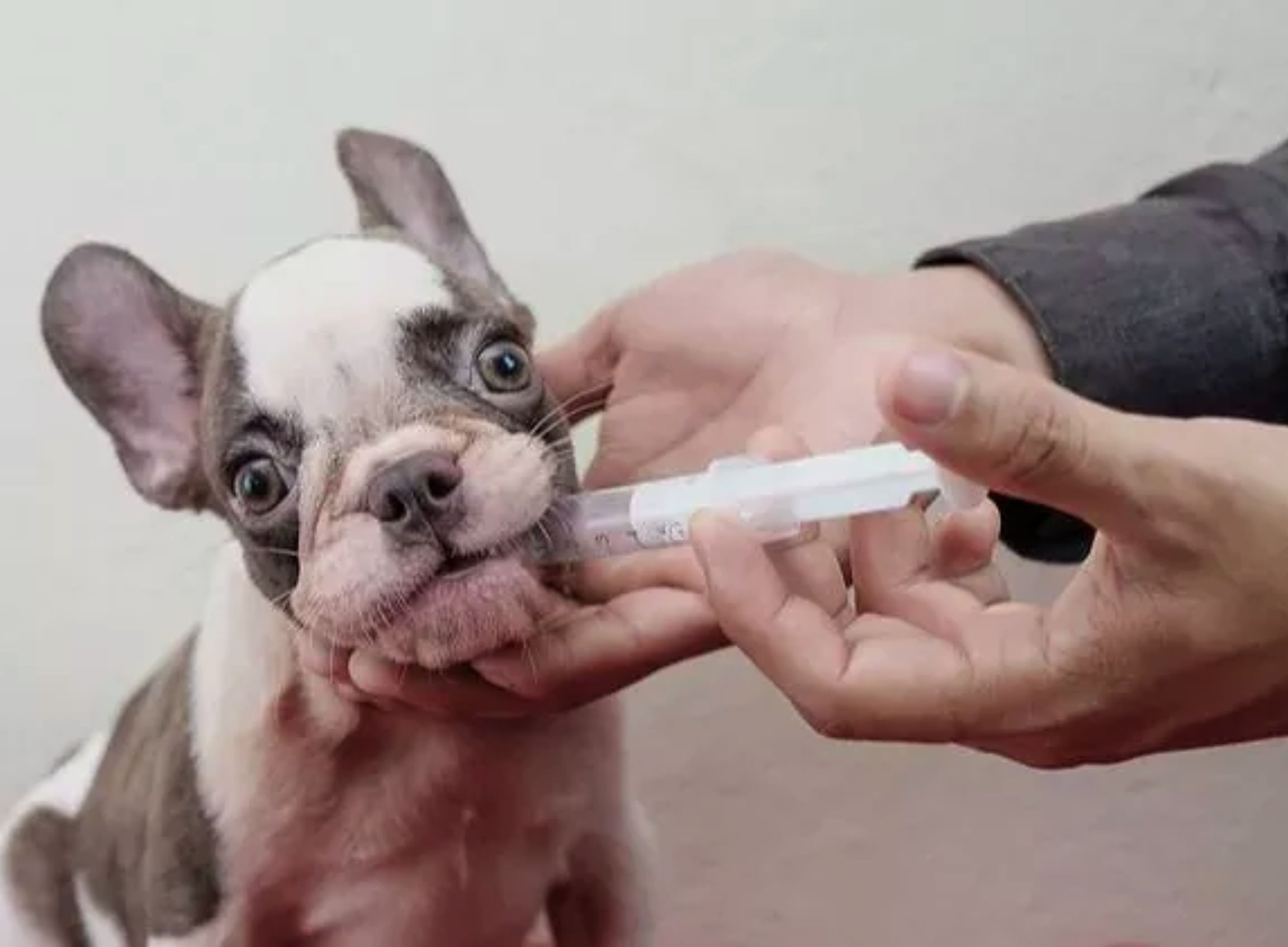 Puppy Deworming