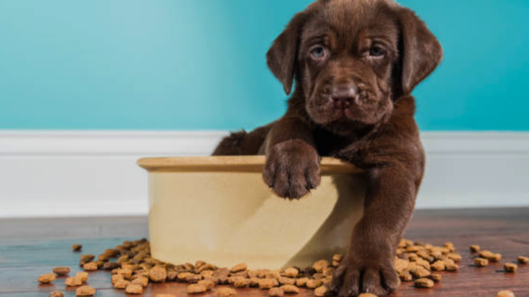 puppy feeding