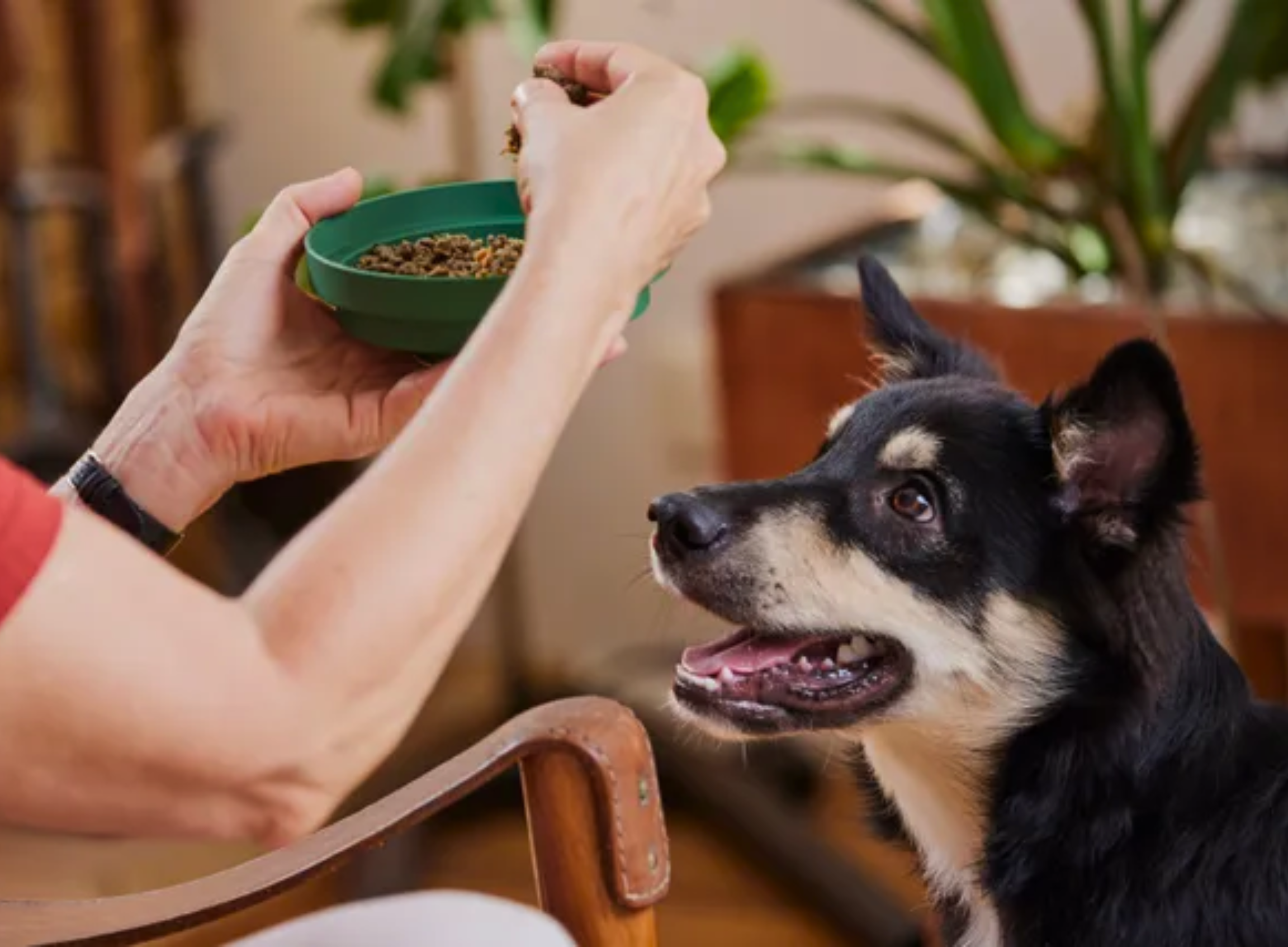 Puppy Feeding Calculator