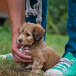 Puppy Growth Calculator