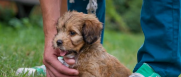 Puppy Growth Calculator