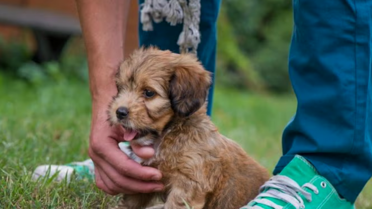 Puppy Growth Calculator