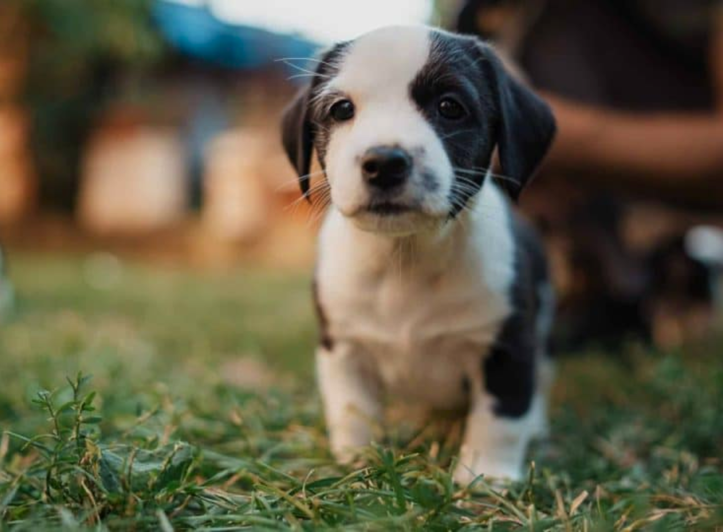 Puppy Growth Calculator