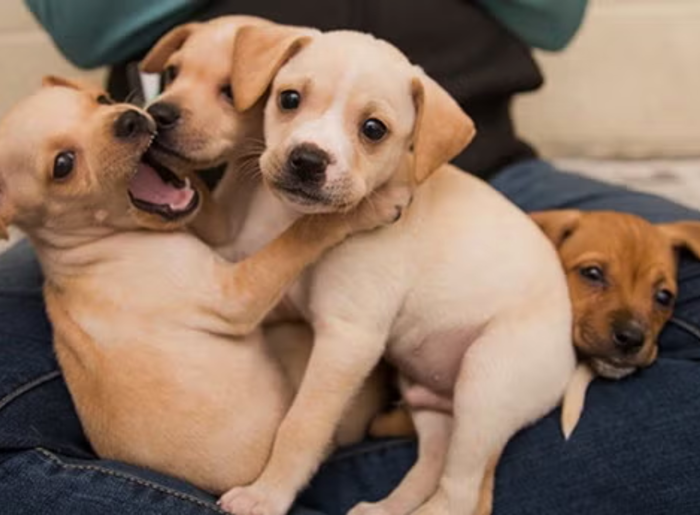 Puppy Growth Calculator