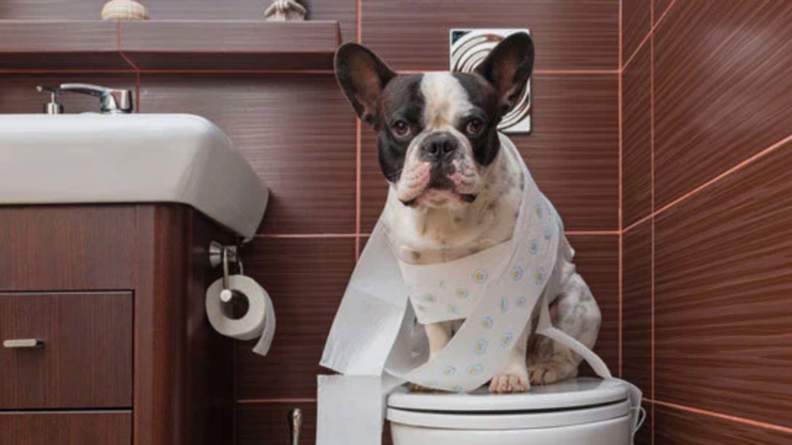 Puppy Potty Training