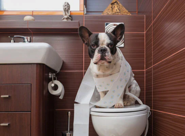 Puppy Potty Training