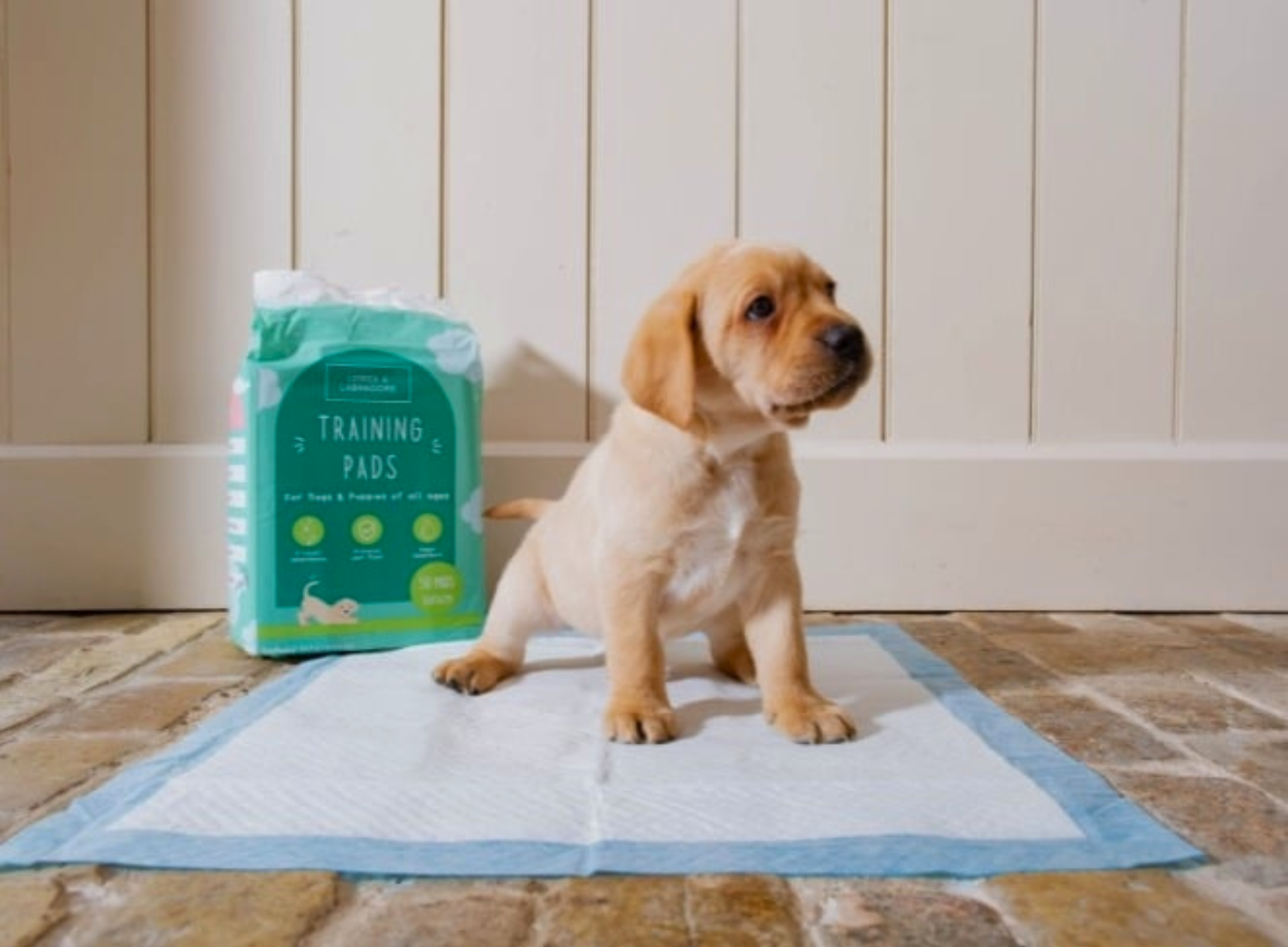 Puppy Potty Training