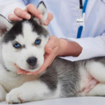 puppy vaccine schedule