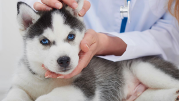 puppy vaccine schedule