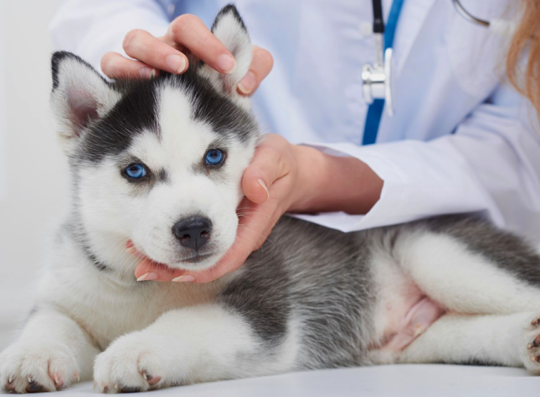 puppy vaccine schedule