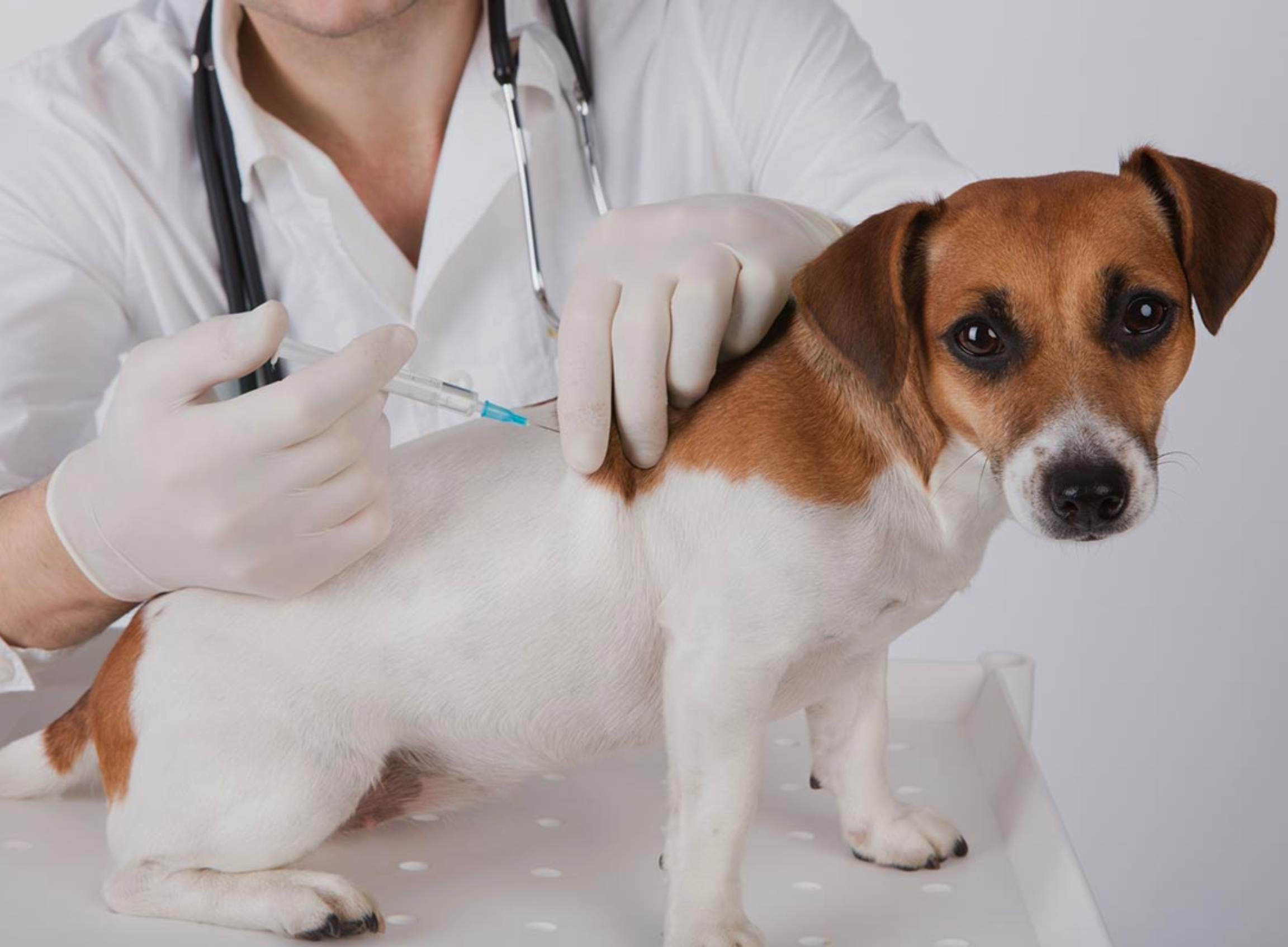 Puppy Vaccine Schedule