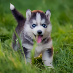 Puppy Weight Calculator