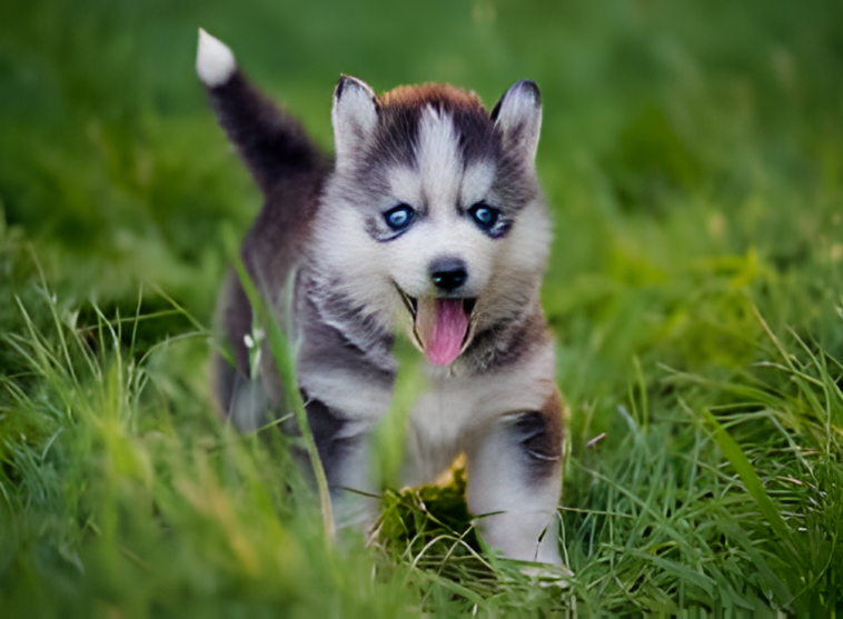 Puppy Weight Calculator