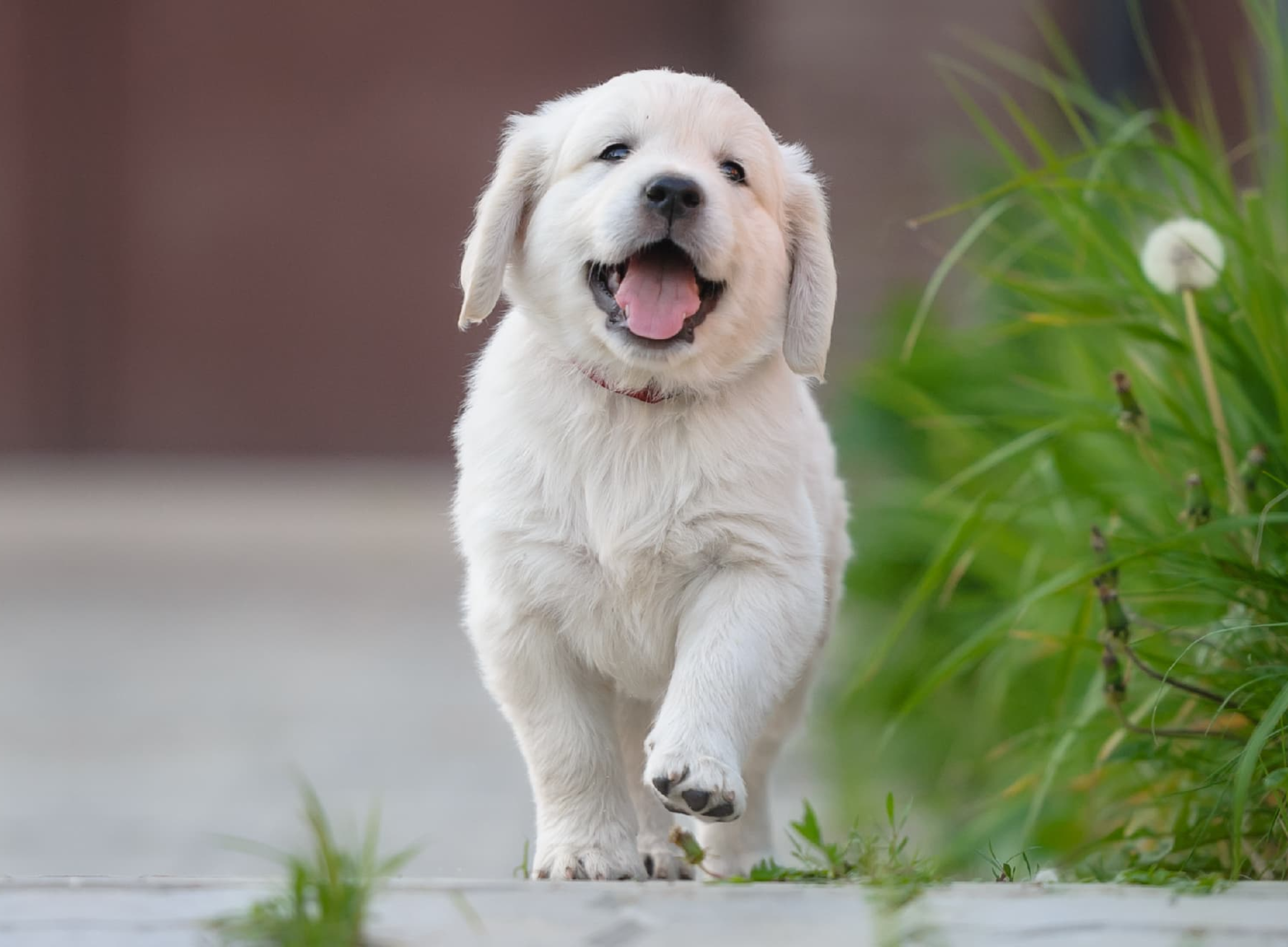 Puppy Weight Calculator