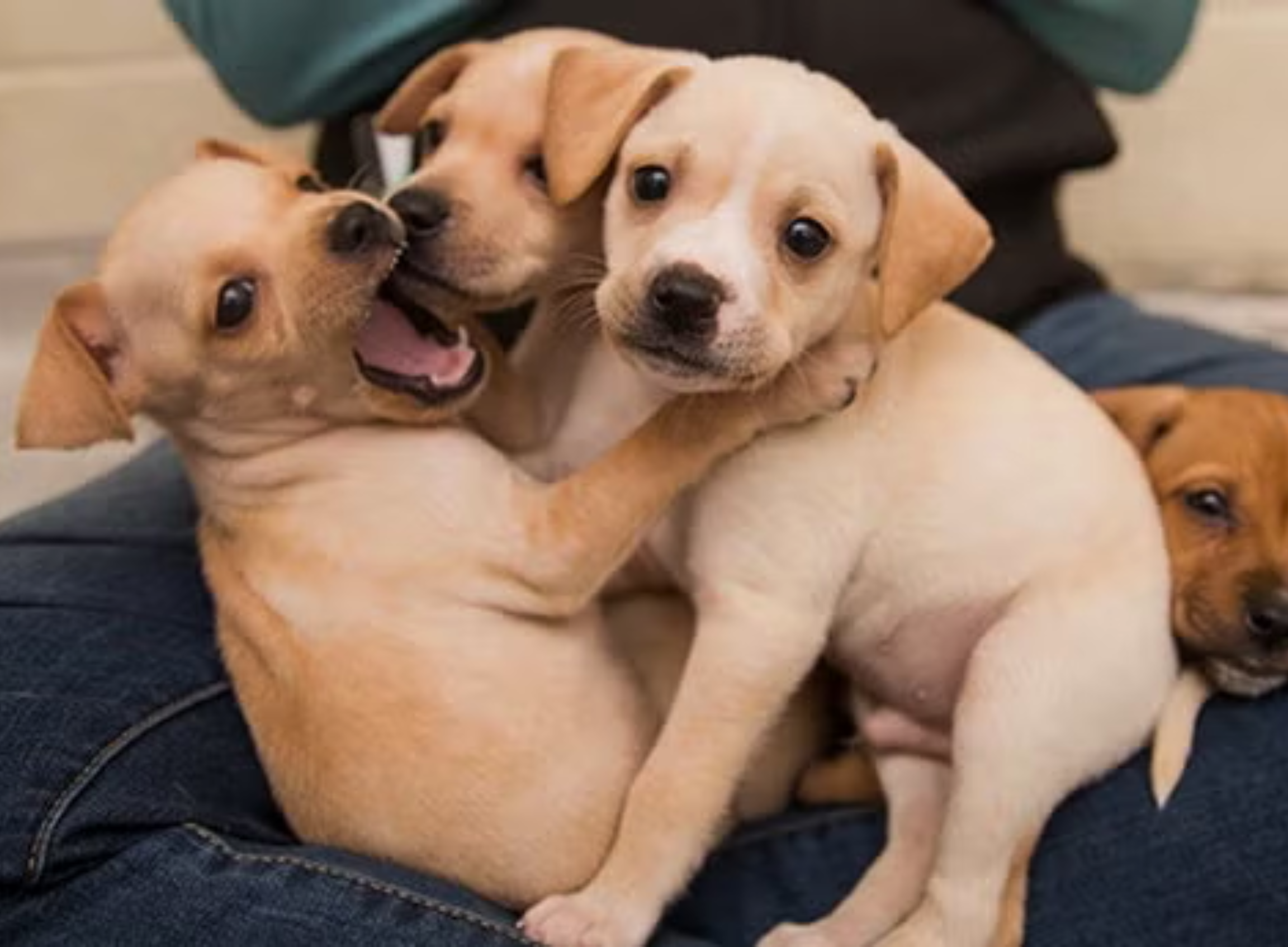 Puppy Weight Calculator