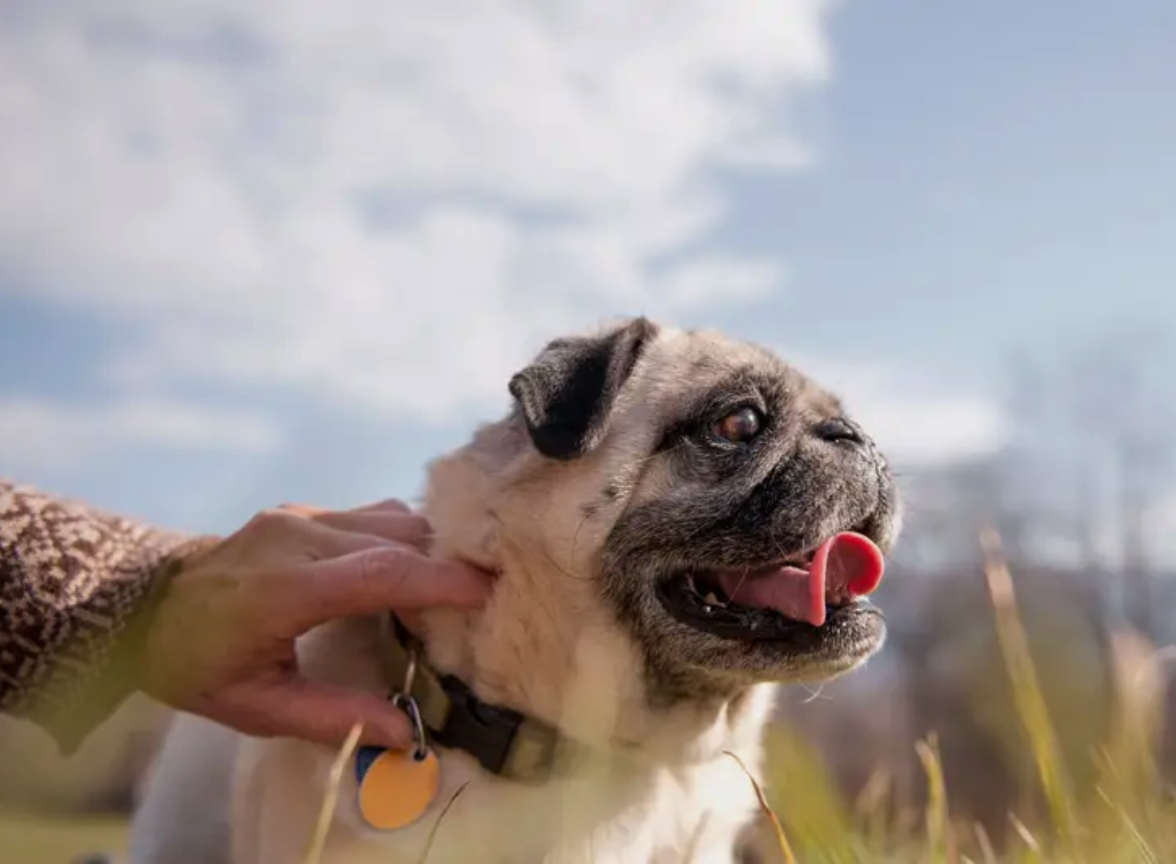 Retro Pug Calorie Calculator