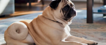 Retro Pug Calorie Calculator