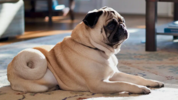 Retro Pug Calorie Calculator