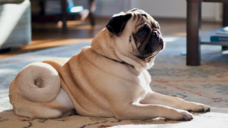 Retro Pug Calorie Calculator