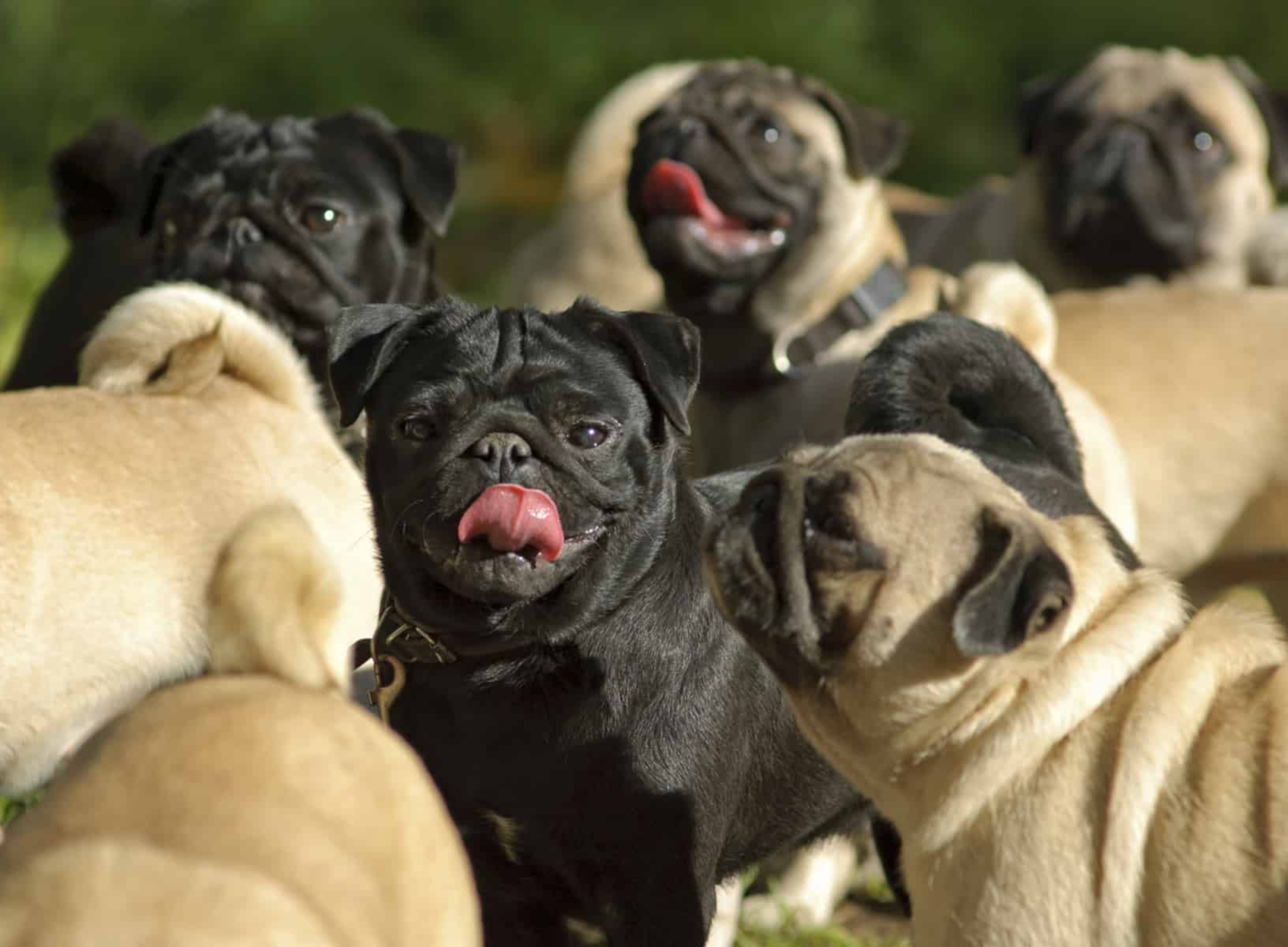 Retro Pug Calorie Calculator