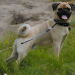 Retro Pug Growth Caclculator