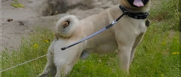 Retro Pug Growth Caclculator