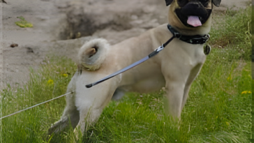 Retro Pug Growth Caclculator